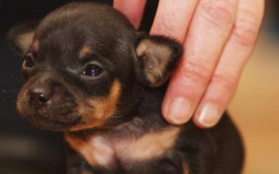 Desde os primeiros dias com a mãe até estar pronto para a adoção, veja como o cãozinho cresce e se desenvolve em apenas 10 semanas