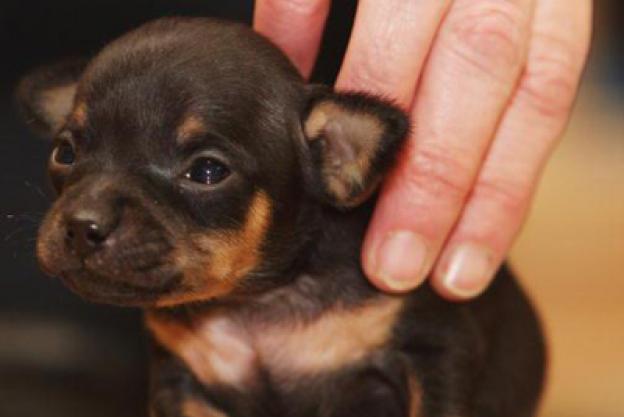 Desde os primeiros dias com a mãe até estar pronto para a adoção, veja como o cãozinho cresce e se desenvolve em apenas 10 semanas