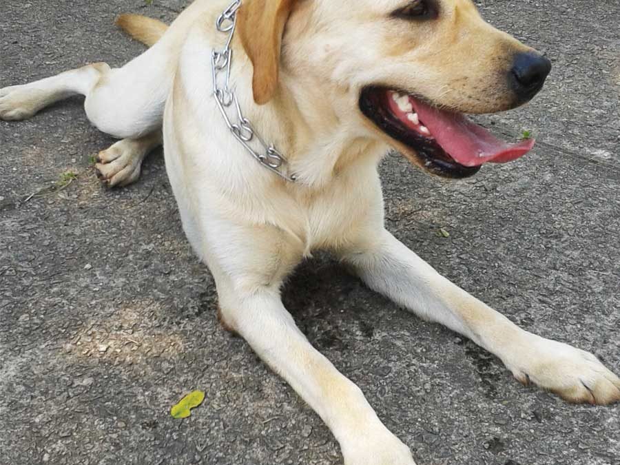Pingo