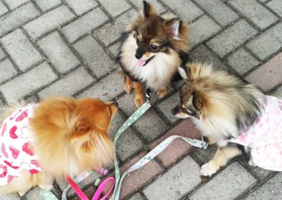 Teca, Mega & Pingo