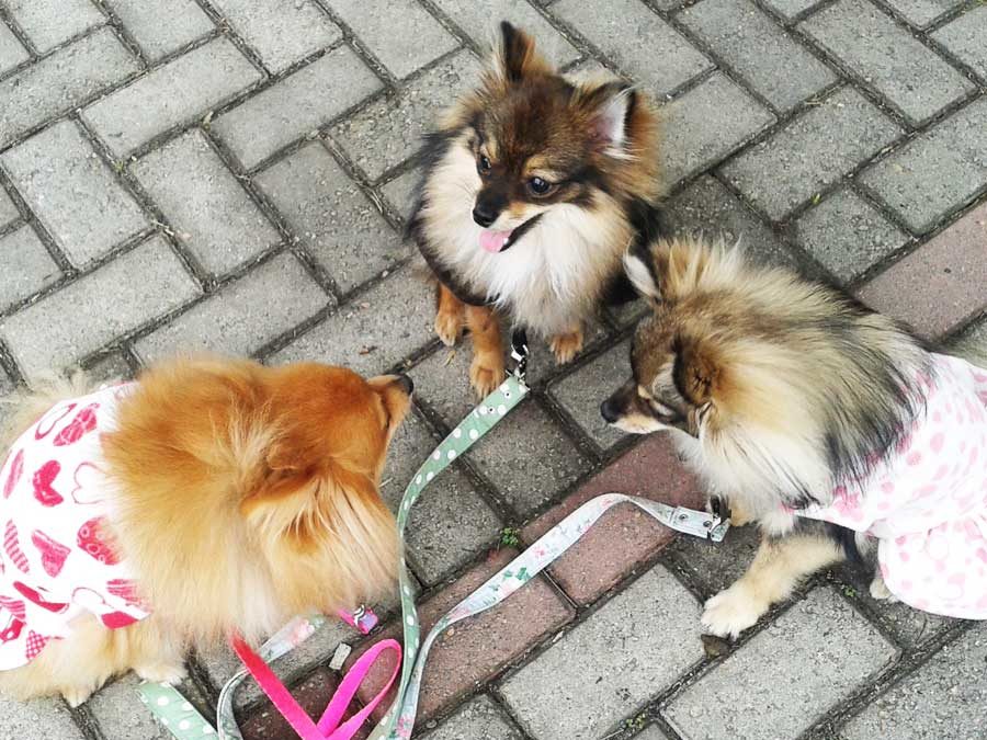 Teca, Mega & Pingo