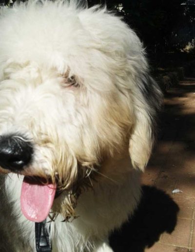 banner1-Valentina