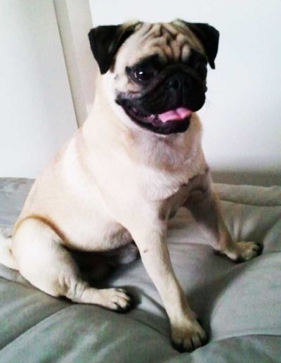 banner2-Pacheco
