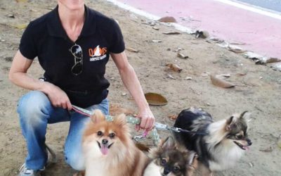 Cães Ciumentos