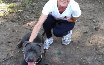 Cães heróis