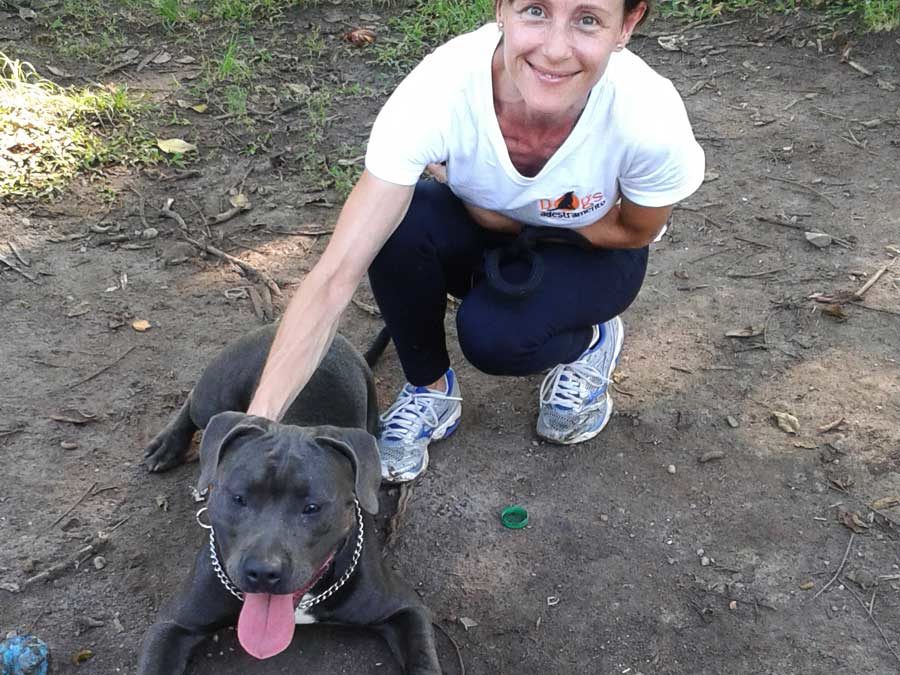 Cães heróis